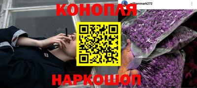 сатива Кингисепп